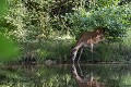 biche s'abreuvant biche 
 mare 